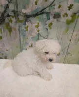 Charming, a male Bichon Frise and Miniature Schnauzer for sale in Mobile, AL – Photo 5 of 7