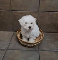 Charming- Mini, a male Bichon Frise and Miniature Schnauzer for sale in Mobile, AL – 4 of 5