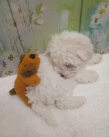 Charming, a male Bichon Frise and Miniature Schnauzer for sale in Mobile, AL – Photo 3 of 7