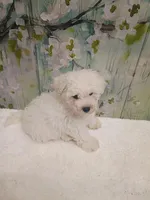 Charming, a male Bichon Frise and Miniature Schnauzer for sale in Mobile, AL – Photo 2 of 7