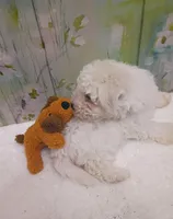 Charming, a male Bichon Frise and Miniature Schnauzer for sale in Mobile, AL – Photo 4 of 7