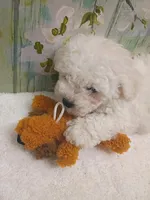 Charming, a male Bichon Frise and Miniature Schnauzer for sale in Mobile, AL – Photo 1 of 7