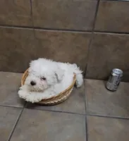 Charming- Mini, a male Bichon Frise and Miniature Schnauzer for sale in Mobile, AL – 3 of 5