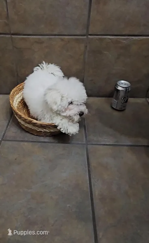 Charming- Mini – Bichon Frise, Miniature Schnauzer puppy for sale in Mobile, AL