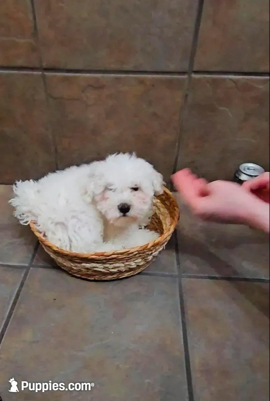 Charming- Mini, a male Bichon Frise and Miniature Schnauzer for sale in Mobile, AL – 5 of 5