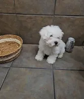 Charming- Mini, a male Bichon Frise and Miniature Schnauzer for sale in Mobile, AL – 2 of 5