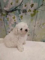Charming, a male Bichon Frise and Miniature Schnauzer for sale in Mobile, AL – Photo 7 of 7