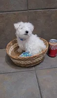 Blizzard- Toy sized, a male Bichon Frise and Miniature Schnauzer for sale in Mobile, AL – 5 of 5