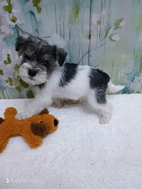 Forest – Bichon Frise, Miniature Schnauzer puppy for sale in Mobile, AL