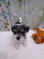 Forest, a male Bichon Frise and Miniature Schnauzer for sale in Mobile, AL – Photo 4 of 4