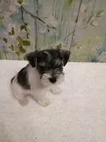 Forest, a male Bichon Frise and Miniature Schnauzer for sale in Mobile, AL – Photo 2 of 4