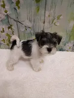 Forest, a male Bichon Frise and Miniature Schnauzer for sale in Mobile, AL – Photo 3 of 4