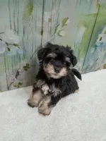 Fable- Toy sized, a male Bichon Frise and Miniature Schnauzer for sale in Mobile, AL – Photo 2 of 4