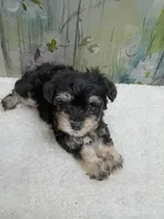 Fable- Toy sized, a male Bichon Frise and Miniature Schnauzer for sale in Mobile, AL – Photo 4 of 4