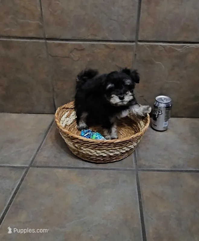 Fable- Toy sized – Bichon Frise, Miniature Schnauzer puppy for sale in Mobile, AL