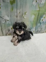 Fable- Toy sized, a male Bichon Frise and Miniature Schnauzer for sale in Mobile, AL – Photo 3 of 4