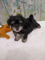 Fable- Toy sized, a male Bichon Frise and Miniature Schnauzer for sale in Mobile, AL – Photo 1 of 4