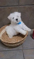 Boreal- Toy sized, a male Bichon Frise and Miniature Schnauzer for sale in Mobile, AL – 2 of 4