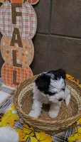 Hazelnut, a female Bichon Frise and Miniature Schnauzer for sale in Mobile, AL – 3 of 10