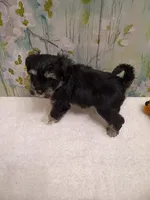 Willow, a female Bichon Frise and Miniature Schnauzer for sale in Mobile, AL – Photo 4 of 4