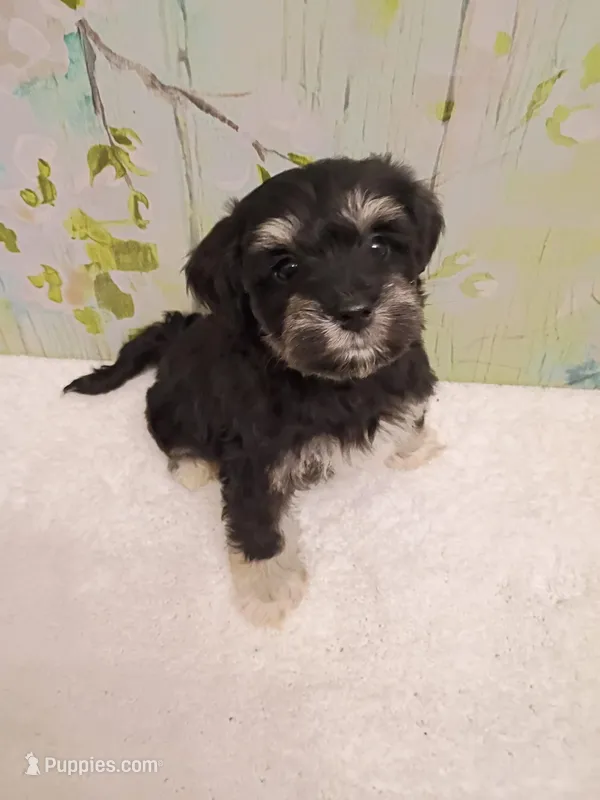 Willow – Bichon Frise, Miniature Schnauzer puppy for sale in Mobile, AL
