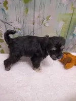 Willow, a female Bichon Frise and Miniature Schnauzer for sale in Mobile, AL – Photo 2 of 4