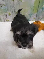 Willow, a female Bichon Frise and Miniature Schnauzer for sale in Mobile, AL – Photo 3 of 4