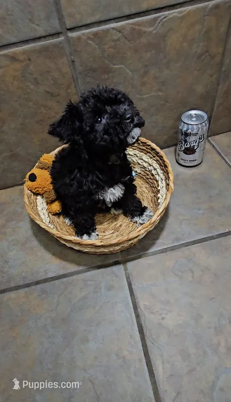 Tundra- Small mini – Bichon Frise, Miniature Schnauzer puppy for sale in Mobile, AL
