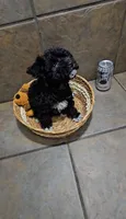 Tundra- Small mini, a female Bichon Frise and Miniature Schnauzer for sale in Mobile, AL – 1 of 5