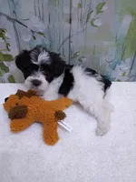 Cedar, a male Bichon Frise and Miniature Schnauzer for sale in Mobile, AL – Photo 3 of 4