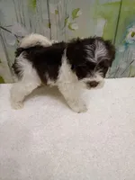 Cedar, a male Bichon Frise and Miniature Schnauzer for sale in Mobile, AL – Photo 2 of 4