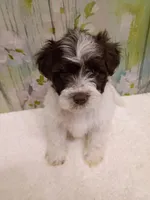Cedar, a male Bichon Frise and Miniature Schnauzer for sale in Mobile, AL – Photo 4 of 4