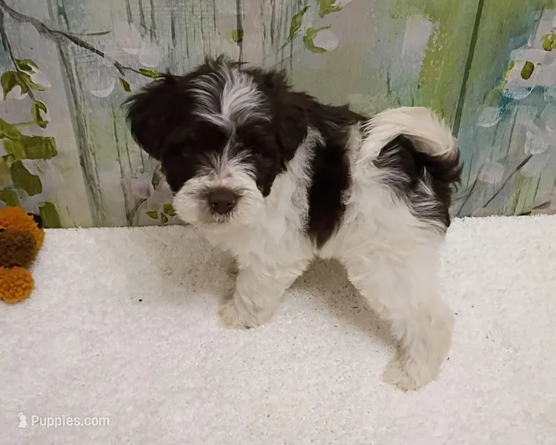 Cedar – Bichon Frise, Miniature Schnauzer puppy for sale in Mobile, AL