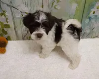 Cedar, a male Bichon Frise and Miniature Schnauzer for sale in Mobile, AL – Photo 1 of 4