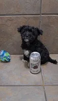 Tundra- Small mini, a female Bichon Frise and Miniature Schnauzer for sale in Mobile, AL – 2 of 5