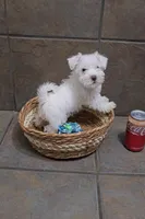 Arctic- Small mini, a male Bichon Frise and Miniature Schnauzer for sale in Mobile, AL – 4 of 4
