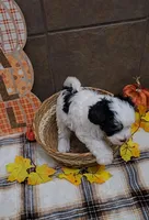 Pistachio, a male Bichon Frise and Miniature Schnauzer for sale in Mobile, AL – 5 of 9