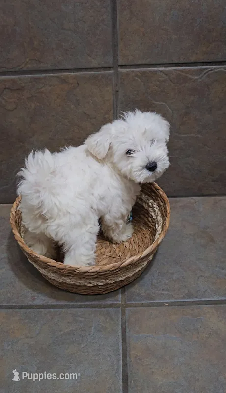 Everest- Small mini – Bichon Frise, Miniature Schnauzer puppy for sale in Mobile, AL