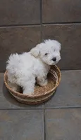 Everest- Small mini, a male Bichon Frise and Miniature Schnauzer for sale in Mobile, AL – 1 of 5