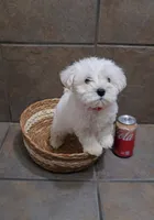 Frost- Toy sized, a male Bichon Frise and Miniature Schnauzer for sale in Mobile, AL – 3 of 5