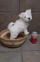 Blizzard- Toy sized, a male Bichon Frise and Miniature Schnauzer for sale in Mobile, AL – 2 of 5