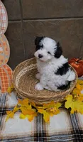 Pistachio, a male Bichon Frise and Miniature Schnauzer for sale in Mobile, AL – 8 of 9
