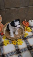 Hazelnut, a female Bichon Frise and Miniature Schnauzer for sale in Mobile, AL – 9 of 10