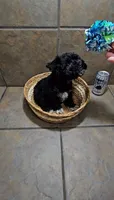 Tundra- Small mini, a female Bichon Frise and Miniature Schnauzer for sale in Mobile, AL – 3 of 5