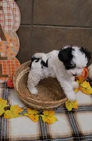 Pistachio, a male Bichon Frise and Miniature Schnauzer for sale in Mobile, AL – 6 of 9
