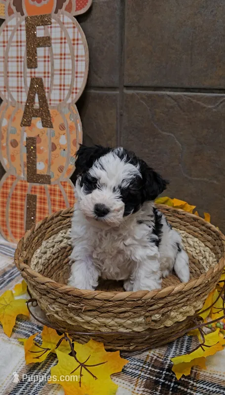 Hazelnut – Bichon Frise, Miniature Schnauzer puppy for sale in Mobile, AL