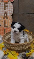 Hazelnut, a female Bichon Frise and Miniature Schnauzer for sale in Mobile, AL – 2 of 10