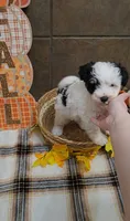 Pistachio, a male Bichon Frise and Miniature Schnauzer for sale in Mobile, AL – 7 of 9