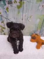 Oakley, a male Bichon Frise and Miniature Schnauzer for sale in Mobile, AL – Photo 1 of 4