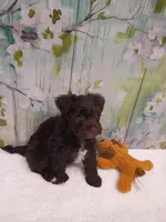 Oakley, a male Bichon Frise and Miniature Schnauzer for sale in Mobile, AL – Photo 3 of 4